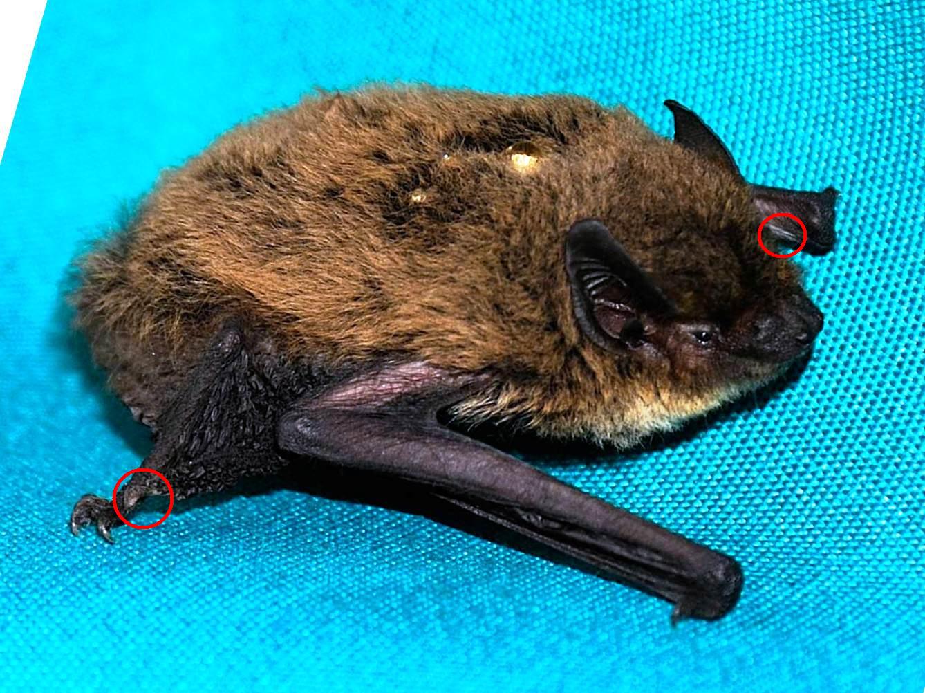 Pipistrello cfr. kuhlii - Ferrara
